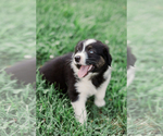 Small Photo #4 Australian Shepherd Puppy For Sale in ARODA, VA, USA