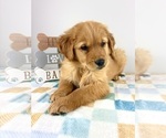 Small #2 Golden Retriever