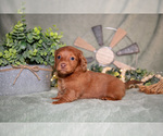 Puppy Frisky Dachshund