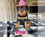 Small Photo #8 Rottweiler Puppy For Sale in TULSA, OK, USA