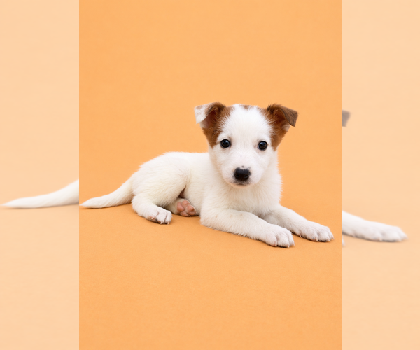 Medium Photo #5 Australian Cattle Dog Puppy For Sale in GREENFIELD, IN, USA