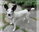 Small #2 Chihuahua Mix