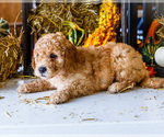 Small #1 Goldendoodle-Poodle (Miniature) Mix