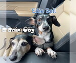 Small #23 Dachshund