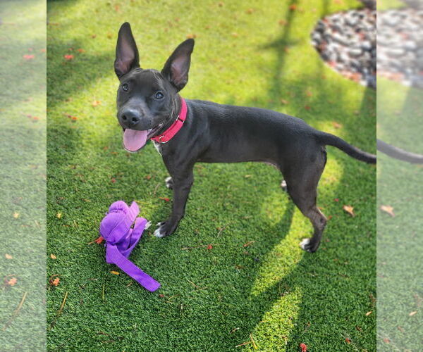 Medium Photo #25 Mutt Puppy For Sale in Pompano Beach , FL, USA