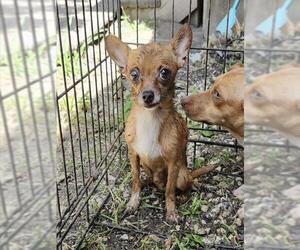 Chihuahua-Unknown Mix Dogs for adoption in San Antonio, TX, USA