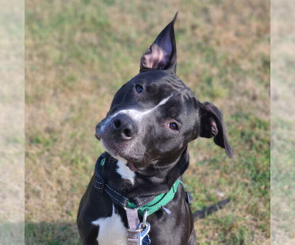 Medium Photo #21 American Pit Bull Terrier Puppy For Sale in Fargo, ND, USA