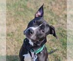 Small #20 American Pit Bull Terrier