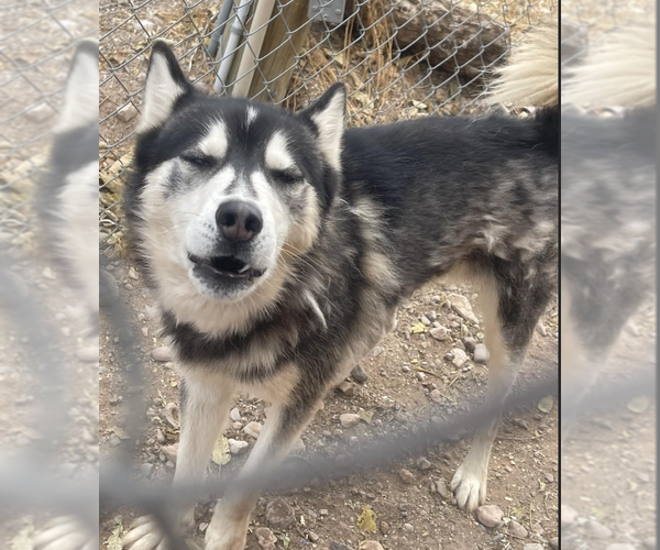 Medium Photo #2  Puppy For Sale in , 