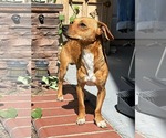 Small #1 Dachshund