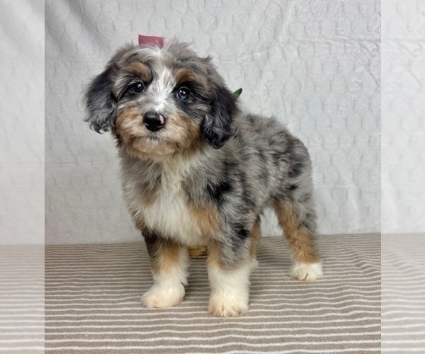 Medium Photo #6 Bernedoodle (Miniature) Puppy For Sale in GREENFIELD, IN, USA