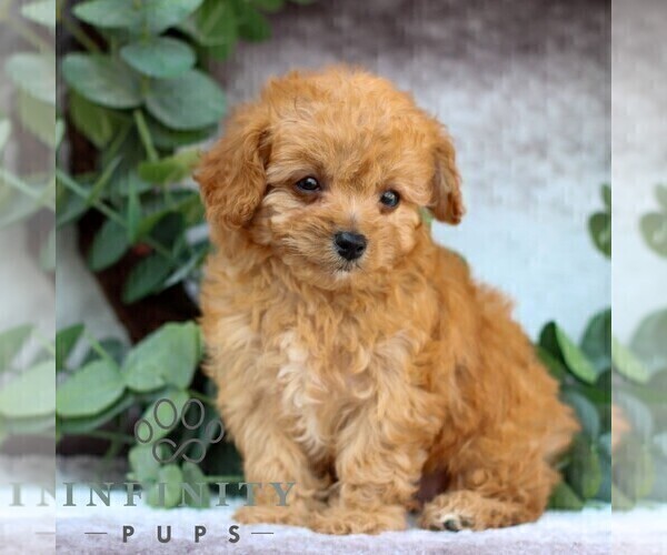 Medium Photo #4 Cavachon-Poodle (Miniature) Mix Puppy For Sale in GORDONVILLE, PA, USA