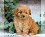 Small #3 Cavachon-Poodle (Miniature) Mix