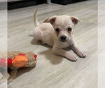 Small #1 Chihuahua Mix