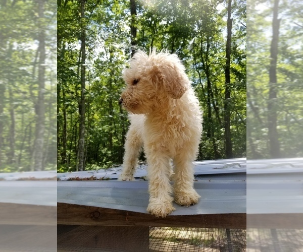 Medium Photo #2 Poodle (Standard) Puppy For Sale in SPARTA, TN, USA