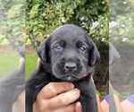 Small Photo #17 Labrador Retriever Puppy For Sale in MARION, SC, USA