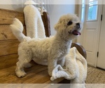 Small Photo #5 Maltipoo Puppy For Sale in LITHIA, FL, USA