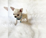 Small #3 Chihuahua