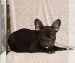 Small #1 French Bulldog
