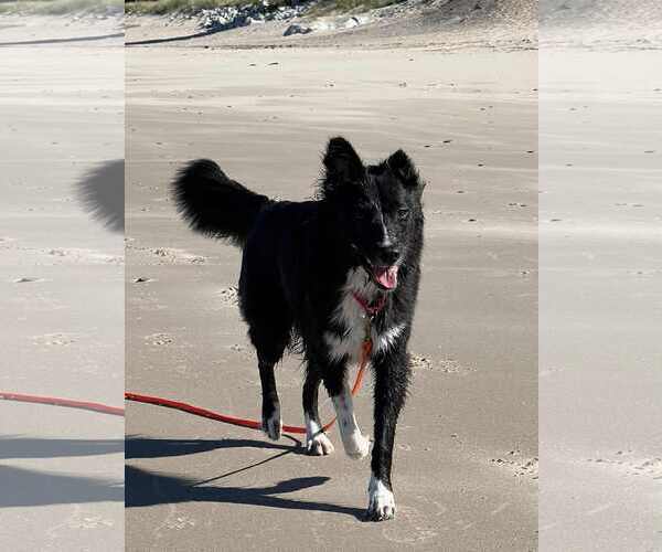 Medium Photo #28 Carolina Dog Puppy For Sale in Highland, IL, USA