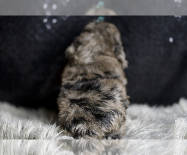 Medium Photo #8 Poodle (Toy) Puppy For Sale in WARSAW, IN, USA