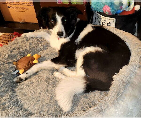 Medium Photo #2 Border Collie Puppy For Sale in Lake Forest, CA, USA