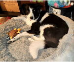 Small #1 Border Collie