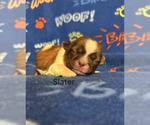 Puppy Slater Shih Tzu