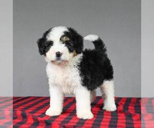 Miniature Bernedoodle Puppy for sale in DALTON, OH, USA