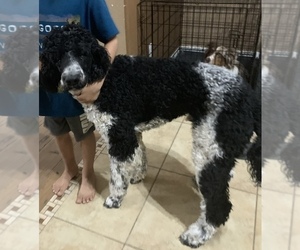Father of the Bernedoodle puppies born on 02/26/2022