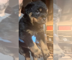 Rottweiler Puppy for Sale in WALLINGFORD, Connecticut USA