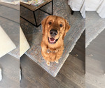 Small Golden Retriever