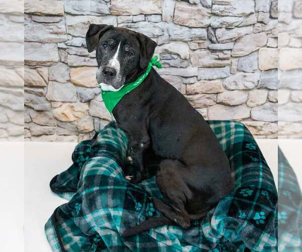 Medium Photo #2 Bulldog-Labrador Retriever Mix Puppy For Sale in Kennesaw, GA, USA