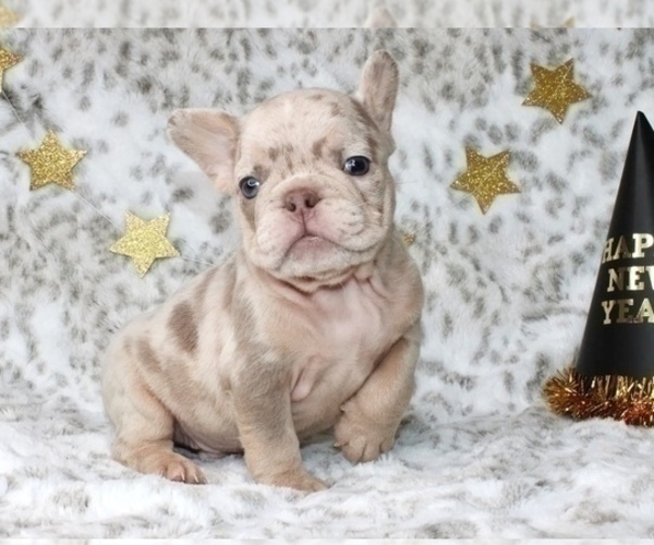 Medium Photo #2 French Bulldog Puppy For Sale in JERSEY CITY, NJ, USA