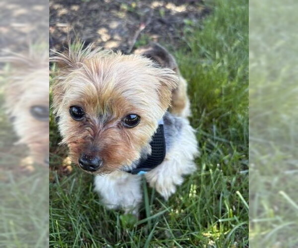 Medium Photo #5 Mutt Puppy For Sale in Allentown,, PA, USA