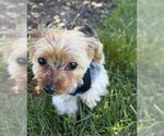 Small #4 Mutt