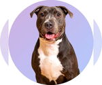 Small American Staffordshire Terrier Mix