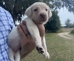 Small Labrador Retriever