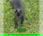 Small #3 American Bulldog Mix