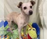 Small Rat Terrier Mix