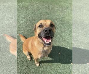 Honey - Female Black Mouth Cur-Unknown Mix Dog for Adoption - Photo #5