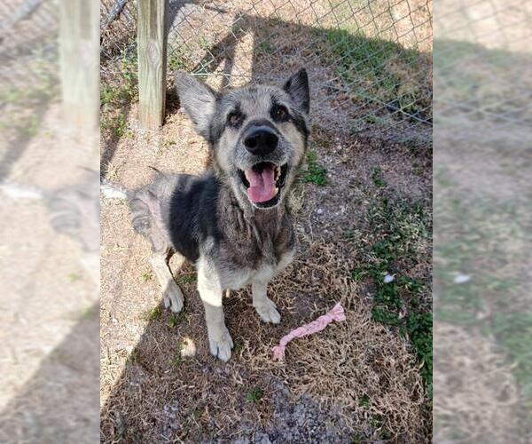 Medium Photo #3 German Shepherd Dog-Unknown Mix Puppy For Sale in Corpus Christi, TX, USA