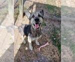 Small Photo #3 German Shepherd Dog-Unknown Mix Puppy For Sale in Corpus Christi, TX, USA