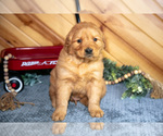 Small Photo #6 Golden Retriever Puppy For Sale in BALTIC, OH, USA