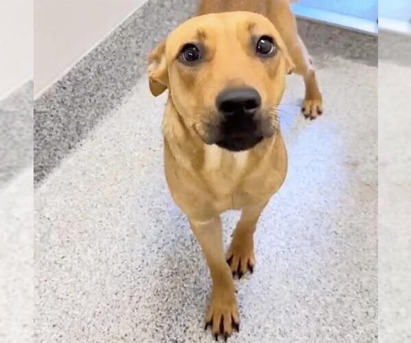 Medium Photo #3 Rhodesian Ridgeback Puppy For Sale in Houston, TX, USA