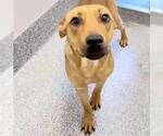 Small Photo #3 Rhodesian Ridgeback Puppy For Sale in Houston, TX, USA