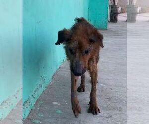 Archie - Male Retriever -Unknown Mix Dog for Adoption - Photo #4