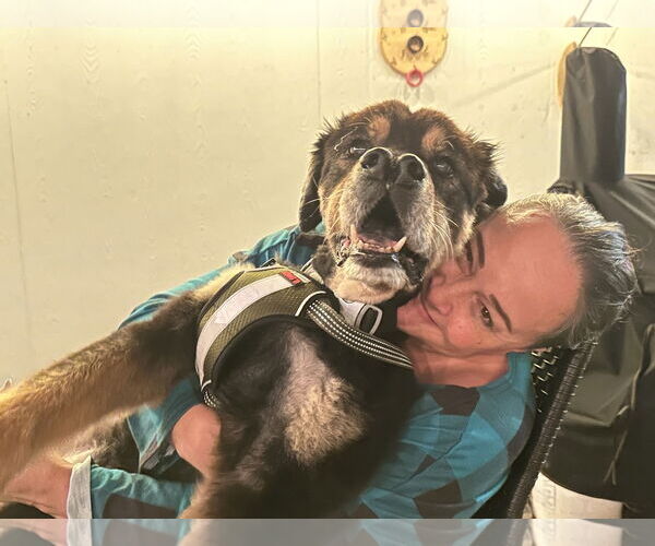 Medium Photo #5 Alaskan Malamute-Unknown Mix Puppy For Sale in Rosenberg, TX, USA