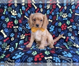 Cavapoo (Miniature) Puppy for sale in LAKELAND, FL, USA