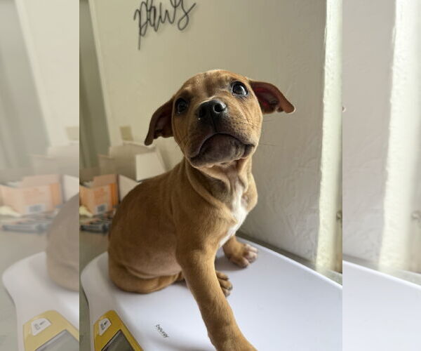 Medium Photo #1 Mutt Puppy For Sale in Fort Collins, CO, USA